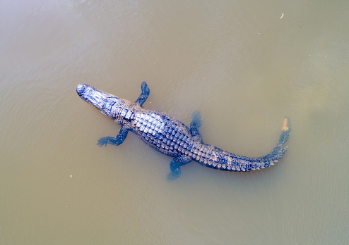 Aerial view of an adult American Alligator with only three hands in Mobile Bay, Alabama