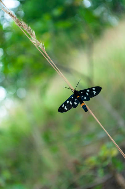 istock Close-up of a moth 1214125363