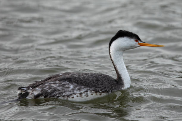 istock Western grebe, seen in a North California marsh 1214126082