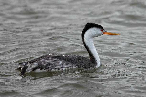 istock Western grebe, seen in a North California marsh 1214126123