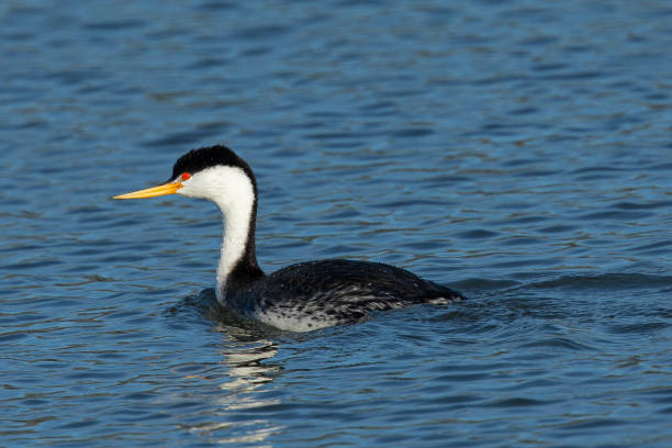 istock Western grebe, seen in a North California marsh 1214126134