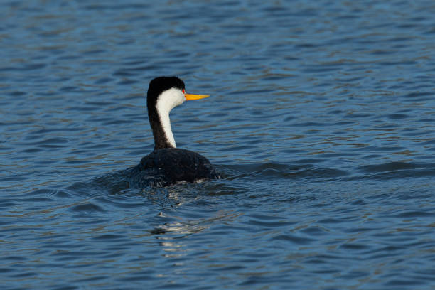 istock Western grebe, seen in a North California marsh 1214126167