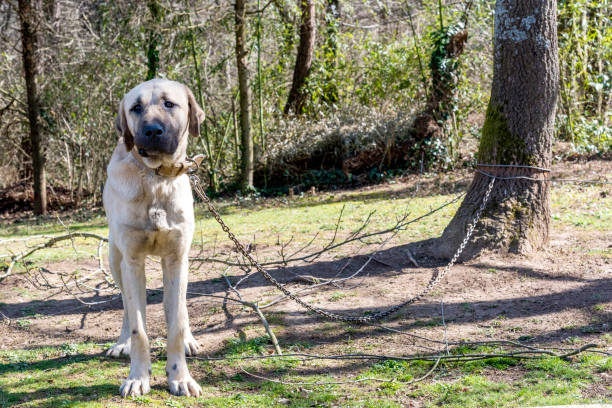 Purebred Sivas Kangal dog tied up in a chain in the garden, Turkey Purebred Sivas Kangal dog tied up in a chain in the garden, Turkey. kangal dog stock pictures, royalty-free photos & images