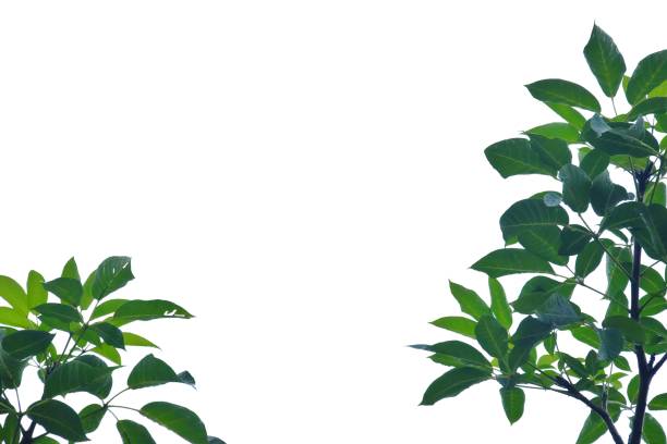istock Tropical tree leaves with branches on white isolated background for green foliage backdrop 1214128354