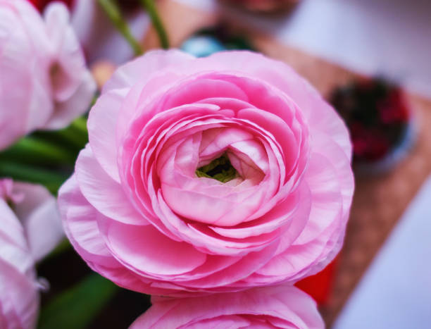 istock Rose tender flowers close up inside house room 1214128763