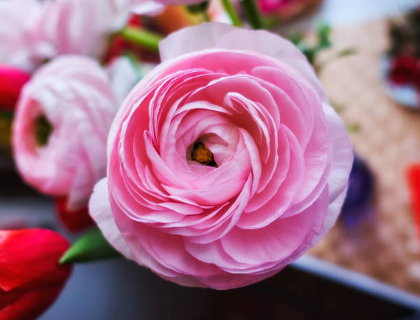 istock Rose tender flowers close up inside house room 1214128799
