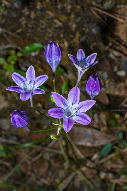 The triplet lily Triteleia bridgesii (previously Brodiaea bridgesii) is known by the common name Bridges' brodiaea. It is found in the foothills and low elevation mountains of California and Oregon, often in areas of serpentine soil. Asparagaceae, Themidaceae el lirio triple triteleia bridgesii (anteriormente brodiaea bridgesii) es conocido por el nombre común de la brodiaea de bridges. se encuentra en las estribaciones y montañas de baja elevación de california y oregón, a menudo en áreas de tierra serpen