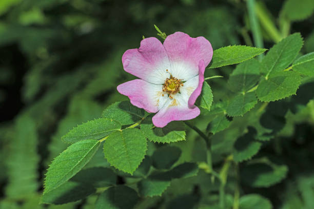 Rosa californica, the California wild rose, is a species of rose native to the U.S. states of California and Oregon and the northern part of Baja California, Mexico. The plant is native to arid regions, such as chaparral and woodlands and the Sierra Nevada foothills, and can survive drought, though it grows most abundantly in moist soils near water sources; Six Rivers National Forest, Del Norte County rosa californica, la rosa silvestre de california, es una especie de rosa nativa de los estados de california y oregón y la parte norte de baja california, méxico. la planta es nativa de regiones áridas, como chaparral y bosques y la sierra nevad