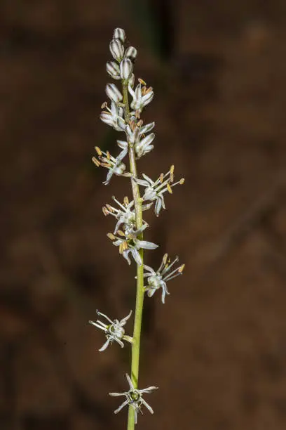 Hastingsia serpenticola is a species of flowering plant known by the common name Klamath rushlily. It is native to the mountains of northwestern California and southwestern Oregon, where it grows in serpentine soils. Asparagaceae. Six Rivers National Forest, Del Norte County