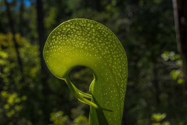 California pitcher plant (Darlingtonia californica) this insectivorous species is one of ten in the relict family Sarraceniaceae, and the only member of its genus that still survives on Earth. Northwest California is a refuge for this species; here it survives as a hold-out of the ancient Tertiary forests that dominated the northern hemisphere millions of years ago. planta de jarra de california (darlingtonia californica) esta especie insectívora es una de las diez de la familia de reliquias sarraceniaceae, y el único miembro de su género que todavía sobrevive en la tierra. el noroeste de california es un refugio