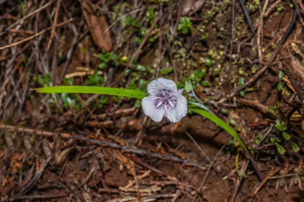 Calochortus tolmiei is a North American species of flowering plant in the lily family known by the common names Tolmie's star-tulip and pussy ears. Six Rivers National Forest; Del Norte County; Klamath Range; California; flora