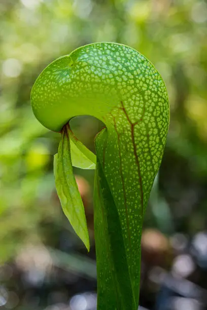 California pitcher plant (Darlingtonia californica) this insectivorous species is one of ten in the relict family Sarraceniaceae, and the only member of its genus that still survives on Earth. Northwest California is a refuge for this species; here it survives as a hold-out of the ancient Tertiary forests that dominated the northern hemisphere millions of years ago.