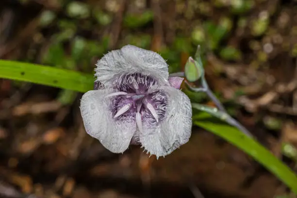 Calochortus tolmiei is a North American species of flowering plant in the lily family known by the common names Tolmie's star-tulip and pussy ears. Six Rivers National Forest; Del Norte County; Klamath Range; California; flora