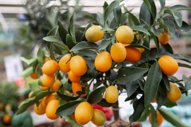 Background with a beautiful little tangerine tree .