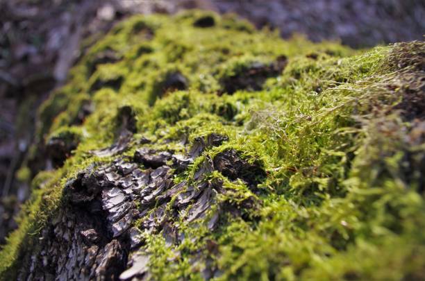 istock Beautiful green moss grows on an old tree in the forest, close up view, macro. Beautiful background of moss for wallpaper. 1214133905