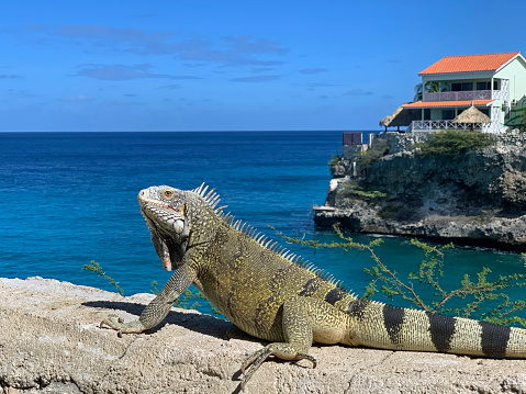 Iguana on Curacao with sea in the background wildlife
