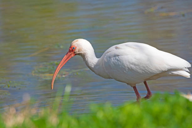 istock White Ibis Moving Along the Shore Line 1214134059