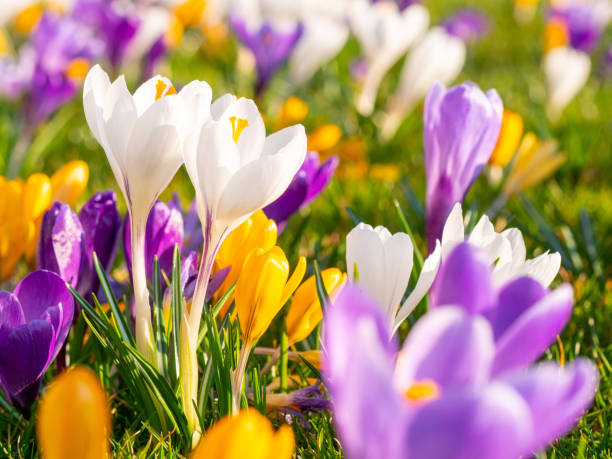 봄에 초원에 크로커스 - crocus flower saffron yellow 뉴스 사진 이미지