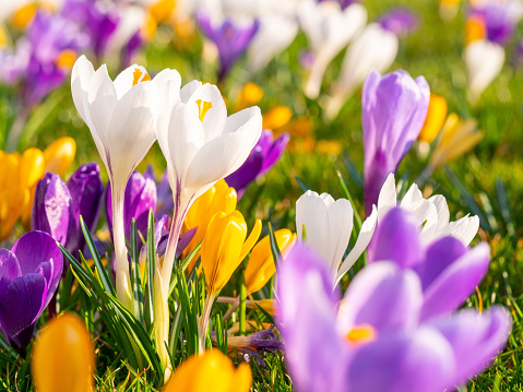 Saffron flowers - Crocus sativus.