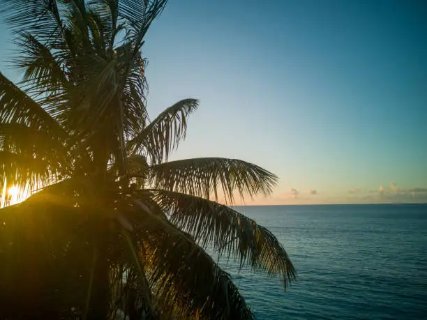 Photo of Coconut palm on curacao with sunset and sea