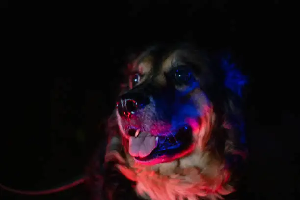 Photo of Portrait of a German police dog at night in the light of police lights