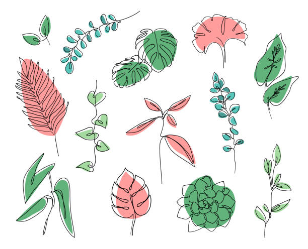 Vector branches and leaves. Continuous line leaves print tropical palm, eucalyptus, monstera, succulent, house plants. Continuous line leaves print tropical palm, eucalyptus, monstera, succulent, house plants. Abstract botanical set of line leaves. Tropical jungle leaves and various shapes. monstera stock illustrations