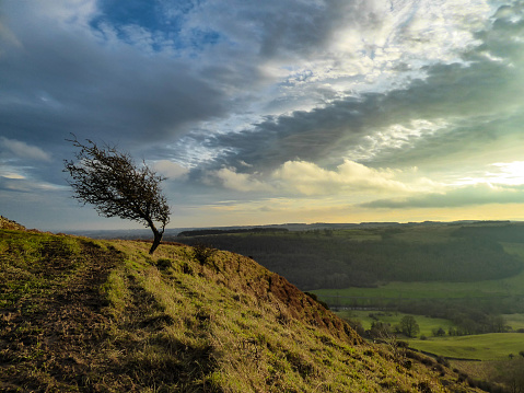 A winter tree battered by the the winds on an edge above the Swaledale valley in the Yorkshire Dales