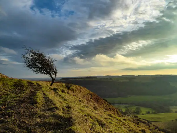 Photo of A windswept tree on a steep edge against a dramatic sky