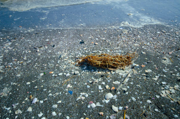 Beautiful seaside seaweed in Japan