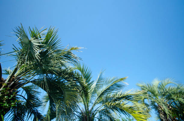 istock Palm trees on beautiful coast of Japan 1214142376