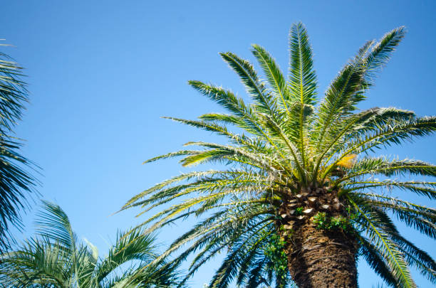 istock Palm trees on beautiful coast of Japan 1214142378