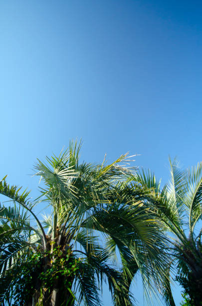 istock Palm trees on beautiful coast of Japan 1214142413