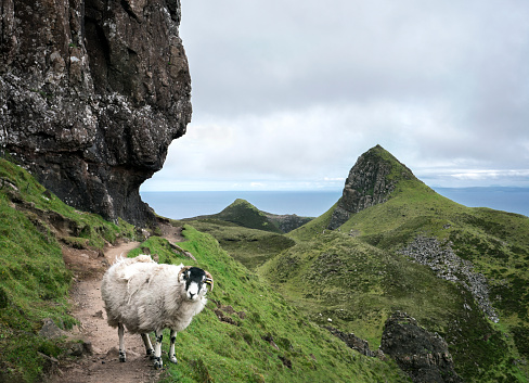 Sheep blocks the path on the famous Quiraing hiking trail, Isle of Skye, Scotland, UK, Europe