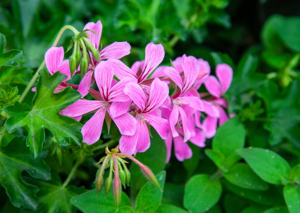 istock Purple Summer Flower 1214147092