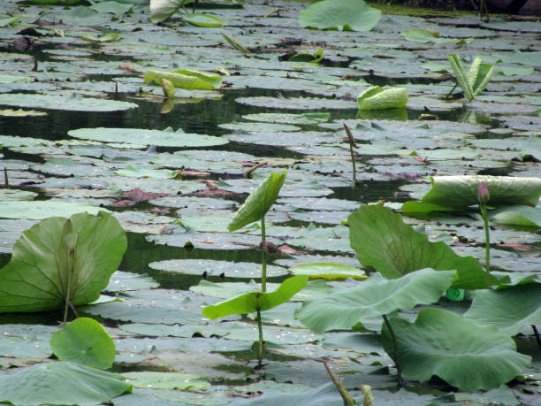 istock sparrows are sitting on a lotus stalk 1214149184