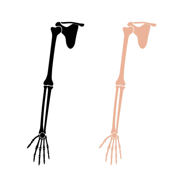 anatomia ludzkiego ramienia. - humerus stock illustrations