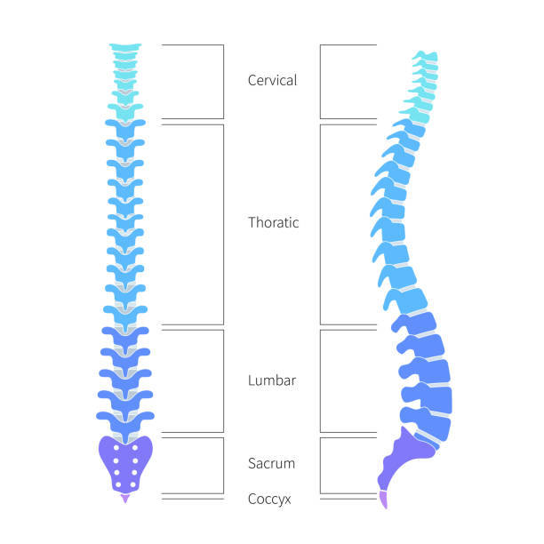 Human spine structure anatomy Human spine structure vector illustration. Backbone and vertebral column anatomy with section names. Scoliosis concept and symbol of spinal surgery. Back and lateral view isolated. Medical banner anatomy illustrations stock illustrations
