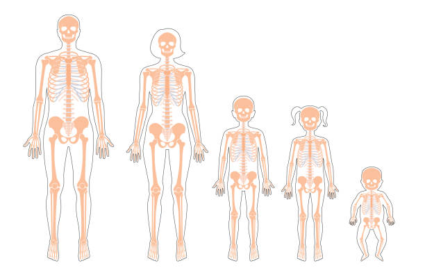 illustrations, cliparts, dessins animés et icônes de squelette humain de différents âges - femur bone