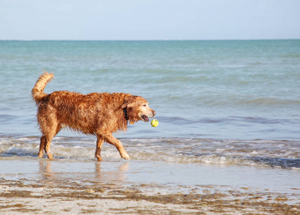 istock Dog with ball on Florida beach 1214151561