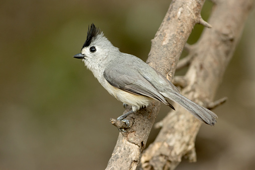 Perched on a branch, a wild black-crested titmouse stays in the thick brush of Laguna Atascosa National Wildlife Refuge along the Gulf Coast of Texas.