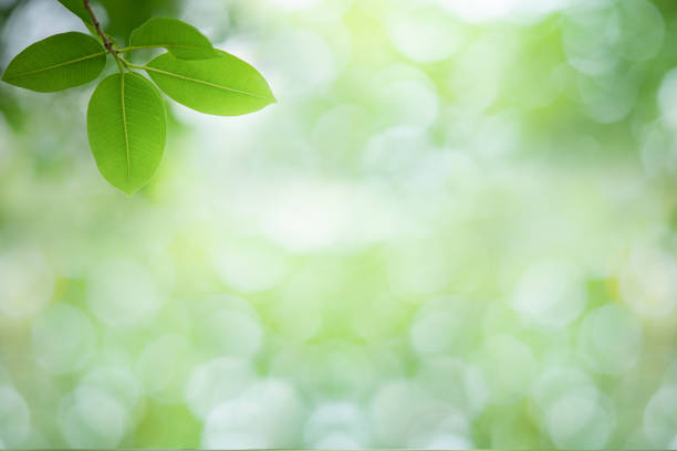 istock Fresh green leaves in sunlight 1214154401
