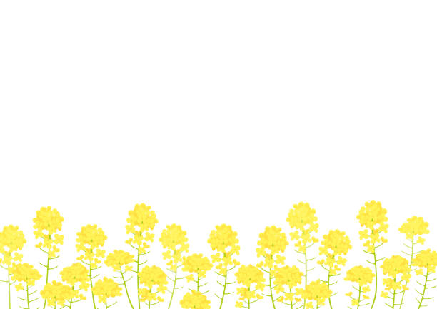 キャノーラ花背景イラストの分野 - 菜の花点のイラスト素材／クリップアート素材／マンガ素材／アイコン素材