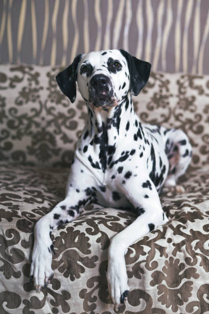 istock White and black spotted Dalmatian dog posing indoors lying down on a brown couch 1214155074