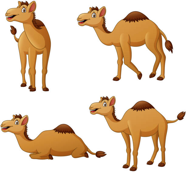 illustrazioni stock, clip art, cartoni animati e icone di tendenza di set di personaggi dei cartoni animati cammello - india travel journey camel