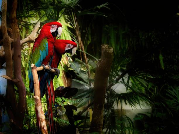 istock Couple of green-winged macaws 1214156990