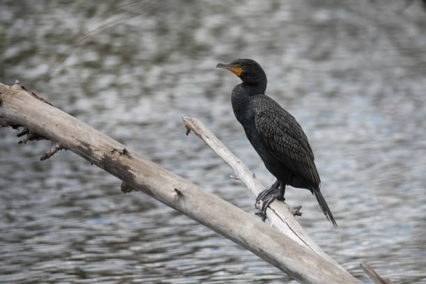 istock Black Cormorants on branches and near nests 1214157188