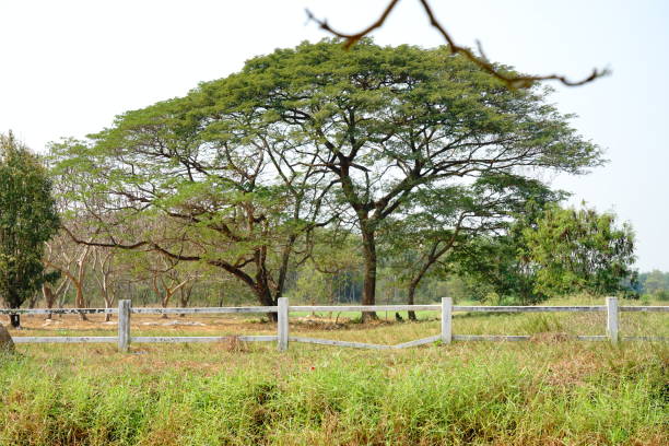 Giant tree in empty field in Guanacaste, Costa Rica  These trees are very typical for this region. The Guanacaste tree (Enterolobium cyclocarpum) is the Costa Rican national tree.