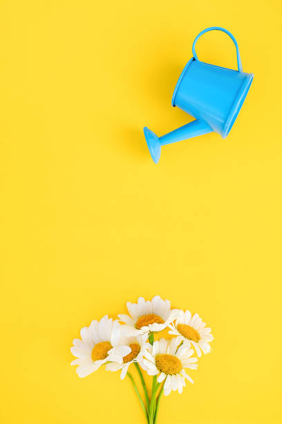 istock Watering bouquet chamomiles from small blue watering can on yellow background. Creative concept of investment, growth, success in business and life or hello summer. Top view Flat lay 1214159656