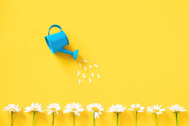 istock Watering white chamomiles from small blue watering can on yellow background. Creative concept of investment, growth, success in business and life or hello summer. Top view Flat lay 1214159657