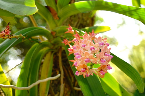 Red Ascocentrum curvifolium Thai Orchid